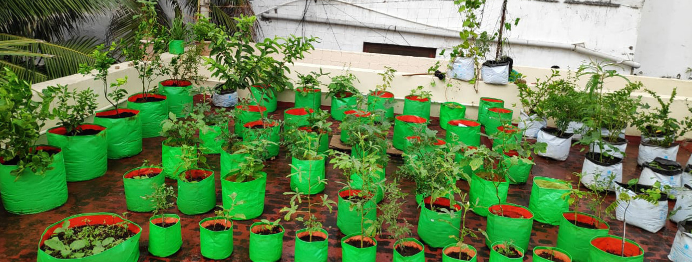 Terrace Garden Ideas