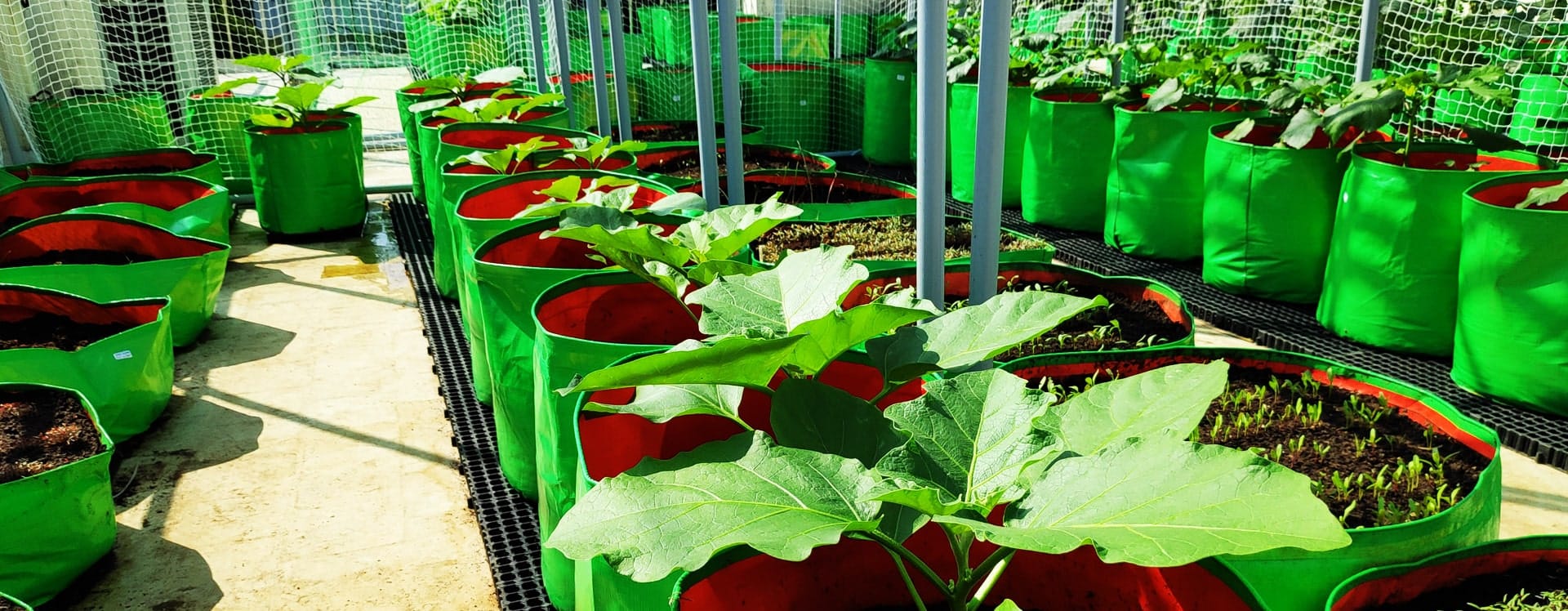 Develop Full-fledged organic garden at your home