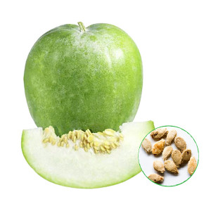 Ash Gourd, Methai Petha, Agri Petha - Vegetable Seed  (50 per packet)