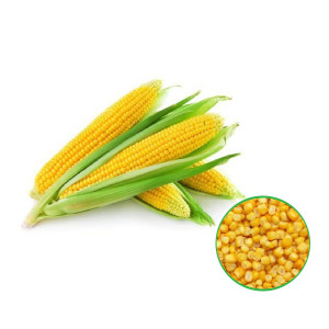 Baby Corn Vegetable Seeds | Hybrid Vegetable Seeds For Home Gardening (40 per packet)