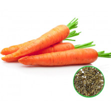Carrot -கேரட்