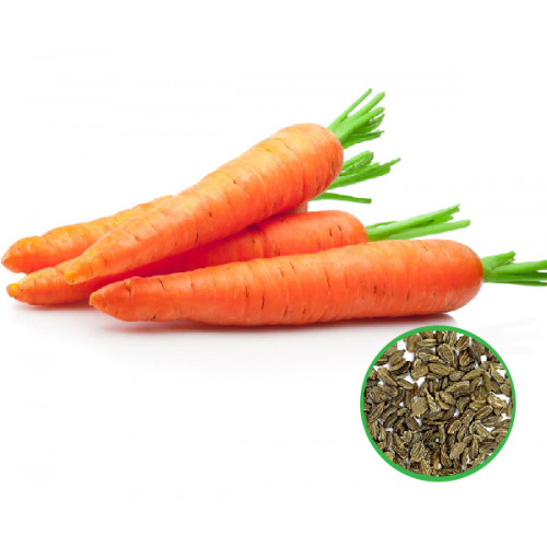 Carrot -கேரட்
