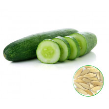 Cucumber Plant Seed -வெள்ளரிக்காய்