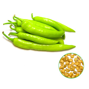Green Chilli (Mirchi) - பச்சை மிளகாய்